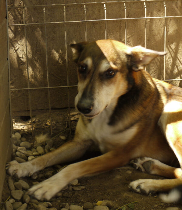 MOREA - reserviert TINO (22.02.) - vermittelt – Bild 5