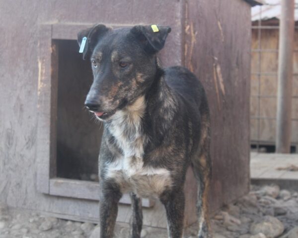 TALILA (♀) - seit Anfang 2021 im Shelter – Bild 16