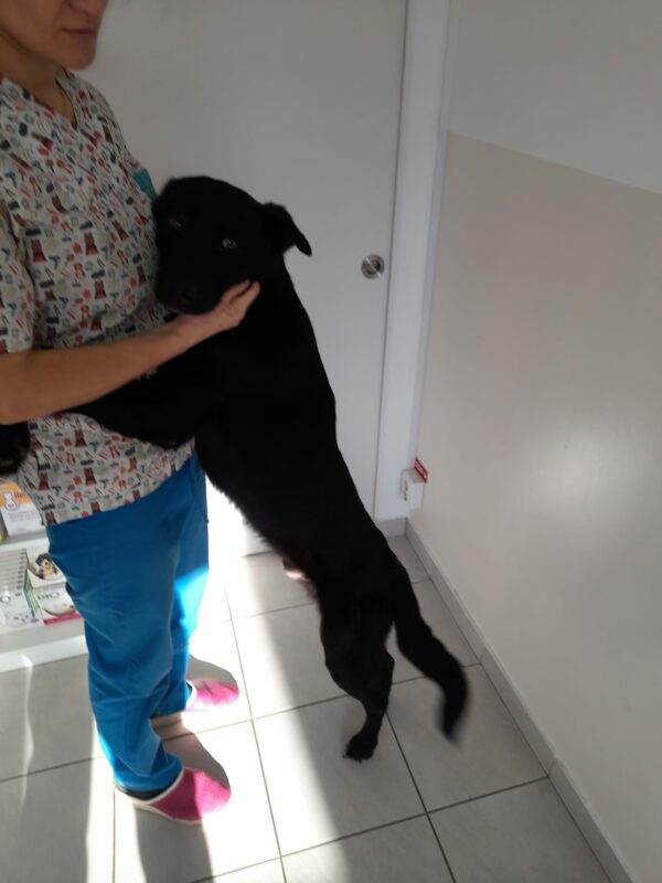 TAIO - reserviert Tierheim Koblenz vermittelt – Bild 3