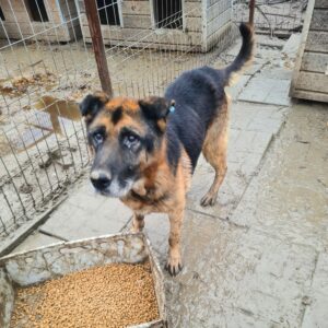KROLOCK - Notfall - abgemagert reserviert Manuela (22/02) - vermisst 02/23