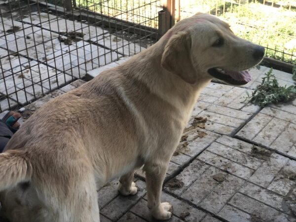 LARRY - reserviert Manuela - vermittelt – Bild 3