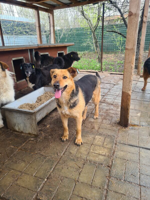 LEX (♂) - seit Sommer 2021 im Shelter – Bild 11