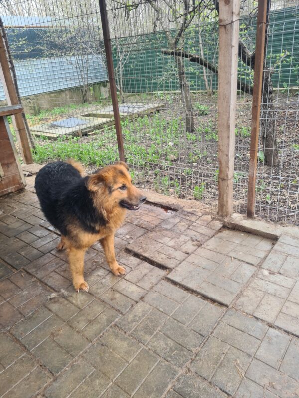 FLOYD ♂ – Bild 9