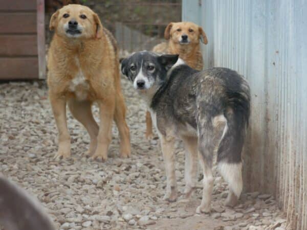 FREEDOM - vermittelt Betty – Bild 3