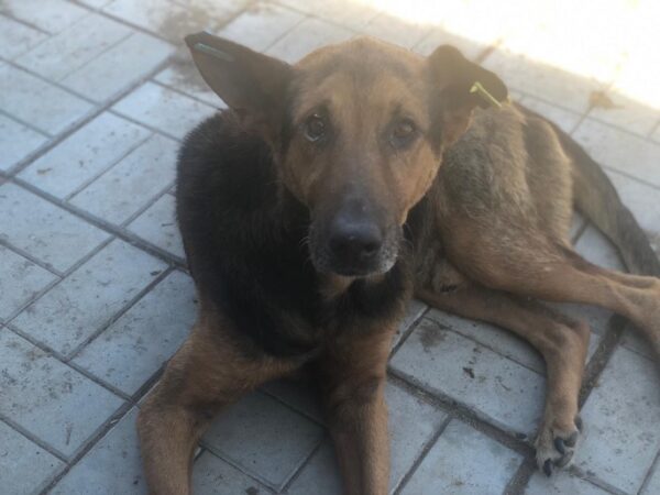 AKITO - schwache Hinterhand - reserviert Betty vermittelt – Bild 7