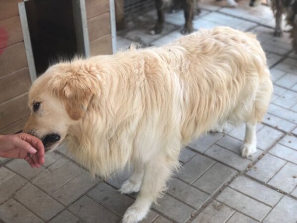 BALOU - reserviert Vergessene Pfoten Stuttgart - vermittelt – Bild 4