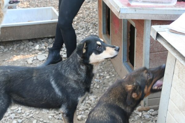 LESSY - reserviert IH DR (17.01.) - vermittelt – Bild 4
