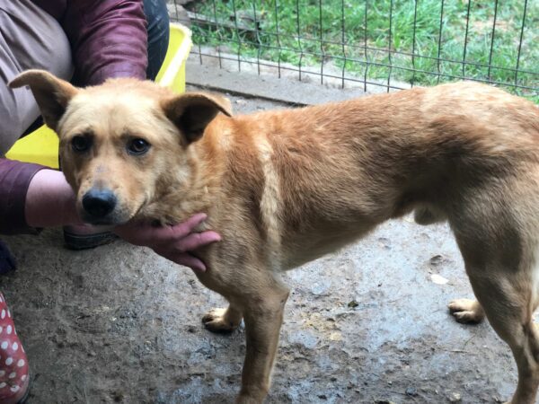 KUDDEL - reserviert für Tierhilfe Lebenswert vermittelt – Bild 4