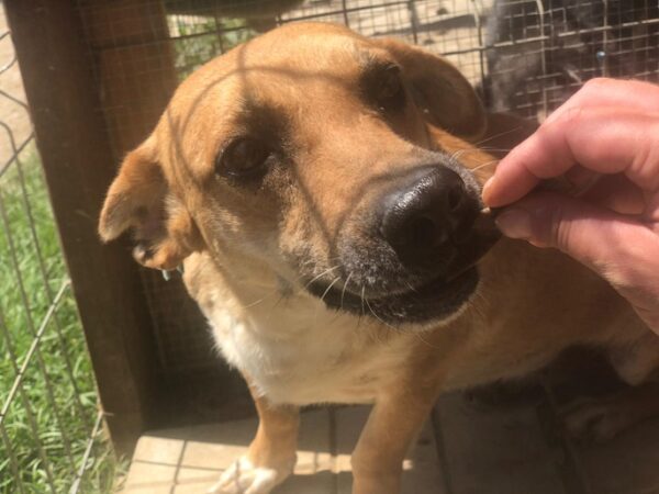 ESTHER - reserviert Tierschutzteam Europa - vermittelt – Bild 4