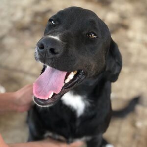 SNICKERS - reserviert Manuela - vermittelt
