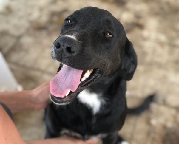 SNICKERS - reserviert Manuela - vermittelt