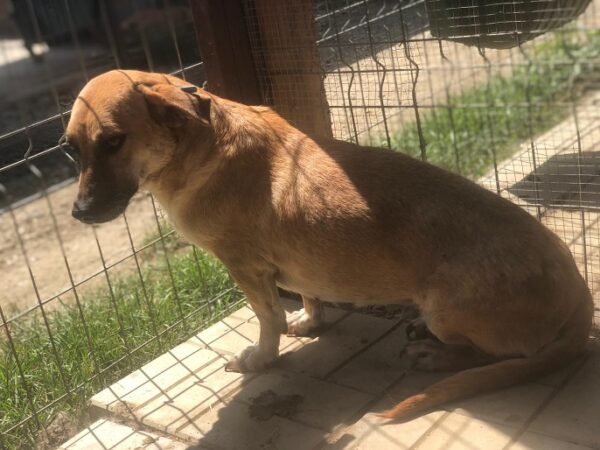 ESTHER - reserviert Tierschutzteam Europa - vermittelt – Bild 5