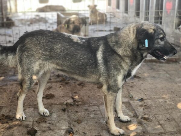 SELINA - seit mindestens 2020 im Shelter - vermisst 07/23 – Bild 8