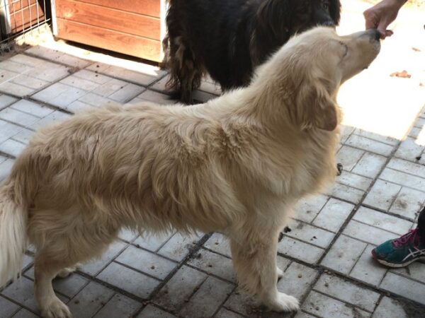 BALOU - reserviert Vergessene Pfoten Stuttgart - vermittelt – Bild 5