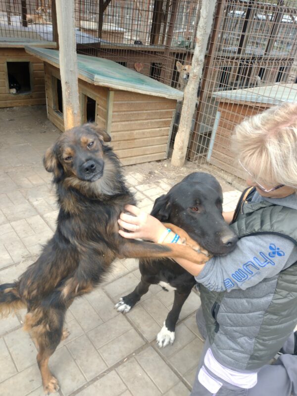 CASANOVA - reserviert TINO - vermittelt – Bild 6