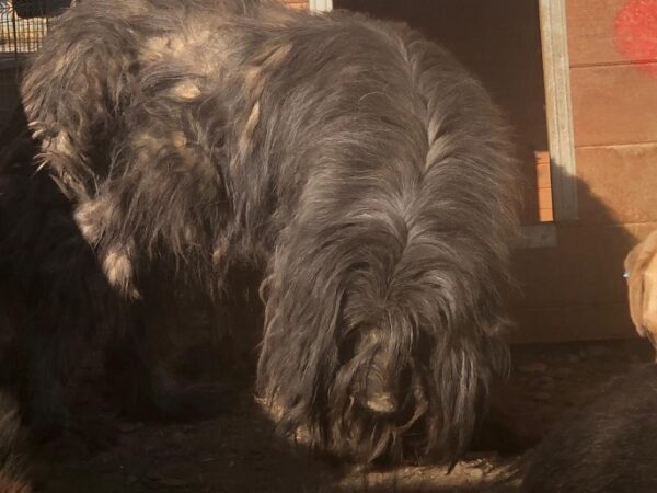 HIPPIE - reserviert SchnauzerNothilfe (GC) - vermittelt – Bild 7