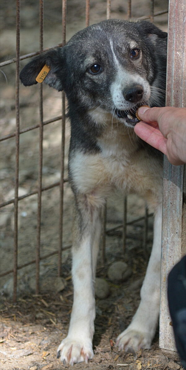 FREEDOM - vermittelt Betty – Bild 9