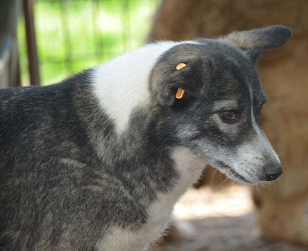 FREEDOM - vermittelt Betty – Bild 11