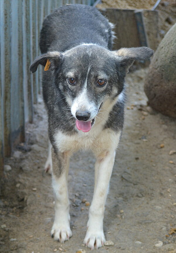 FREEDOM - vermittelt Betty – Bild 12