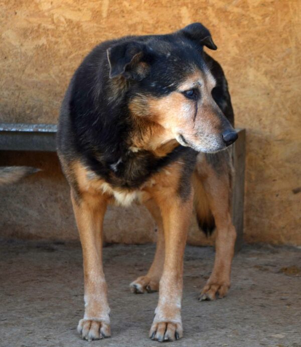 HOMER - (fast) blind - reserviert Manuela vermittelt – Bild 5