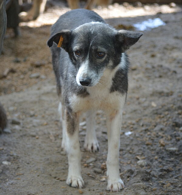 FREEDOM - vermittelt Betty – Bild 8