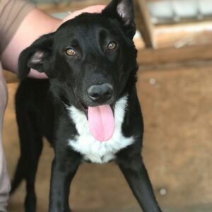 GIRO - reserviert Hundescheune Fläming - vermittelt