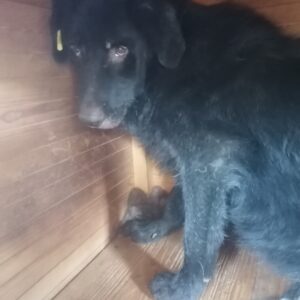 PENNY - vermisst 11/2021