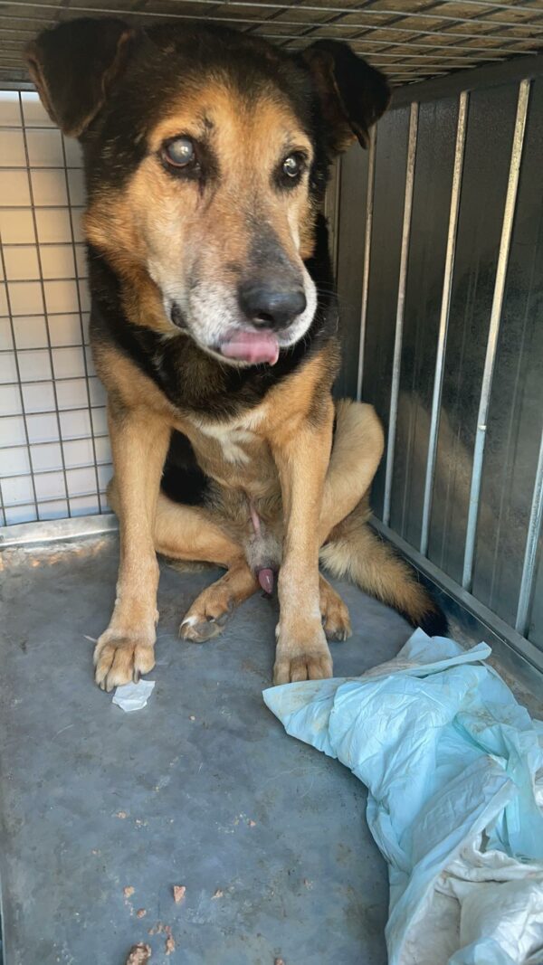 HOMER - (fast) blind - reserviert Manuela vermittelt – Bild 6
