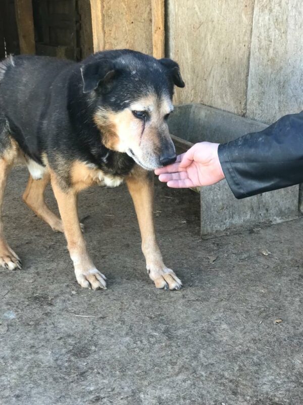 HOMER - (fast) blind - reserviert Manuela vermittelt – Bild 3
