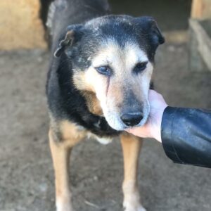 HOMER - (fast) blind - reserviert Manuela vermittelt