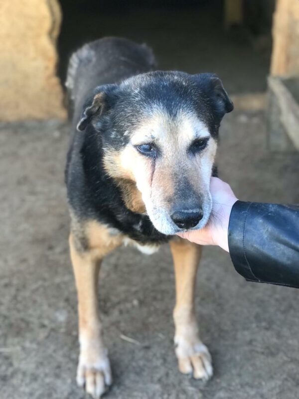 HOMER - (fast) blind - reserviert Manuela vermittelt