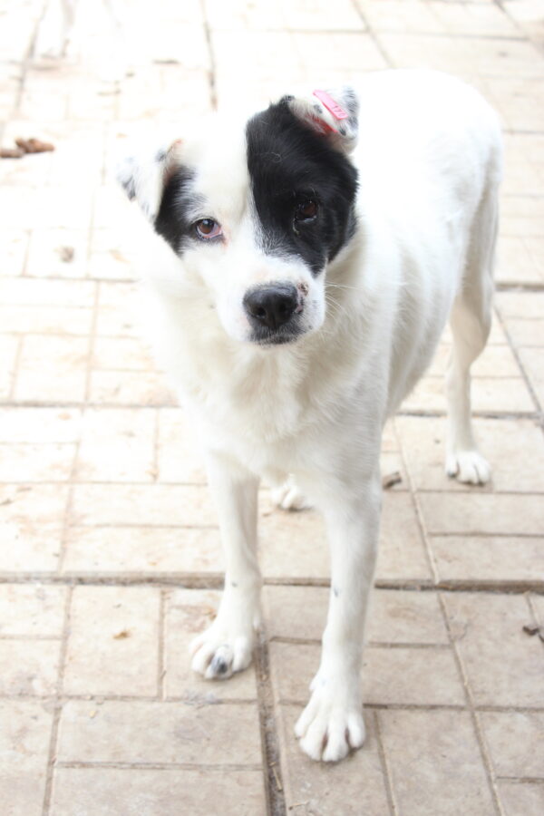 CAPTAIN DRAKE - vermisst 04/25 – Bild 3