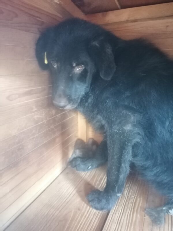 PENNY - vermisst 11/2021 – Bild 2