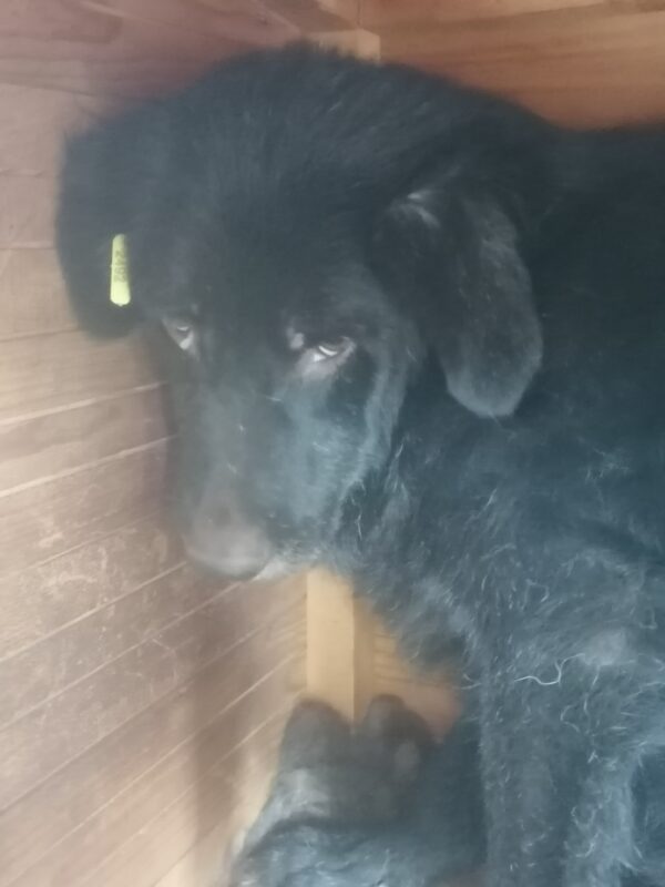 PENNY - vermisst 11/2021 – Bild 3