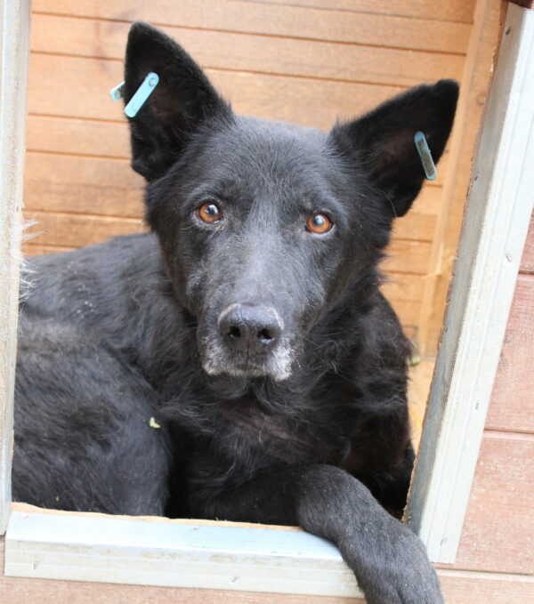 JAXX - wird gemobbt - reserviert 4animals vermittelt