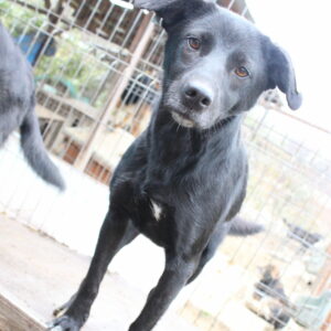 SUA - reserviert 4animals vermittelt