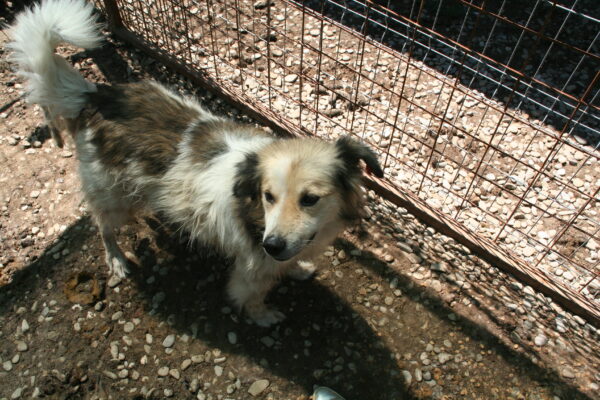 SKIMBLE - reserviert (Betty) - vermittelt – Bild 4