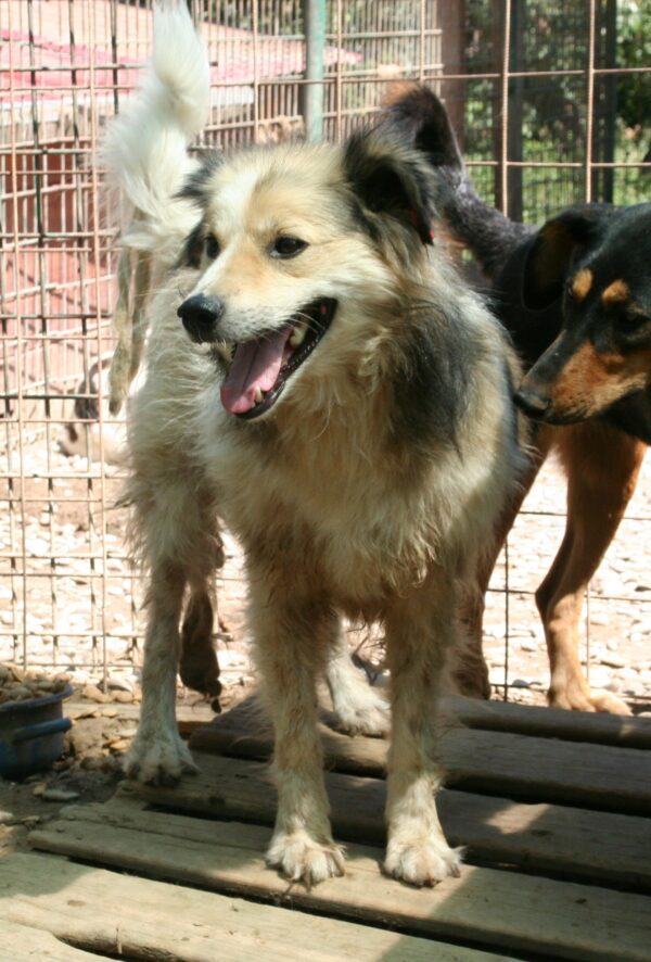 SKIMBLE - reserviert (Betty) - vermittelt – Bild 3