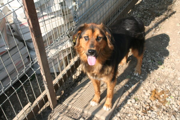 LANCELOT - vermittelt Manuela – Bild 8