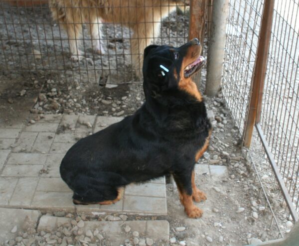 WILMA - reserviert Manuela - vermittelt – Bild 2