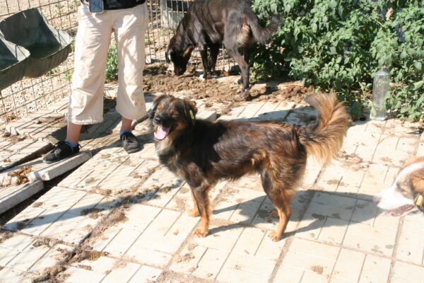CASANOVA - reserviert TINO - vermittelt – Bild 9