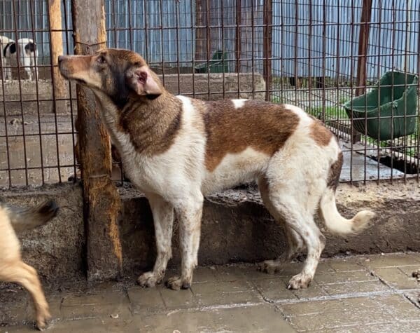 MADDY (♀) – Bild 13