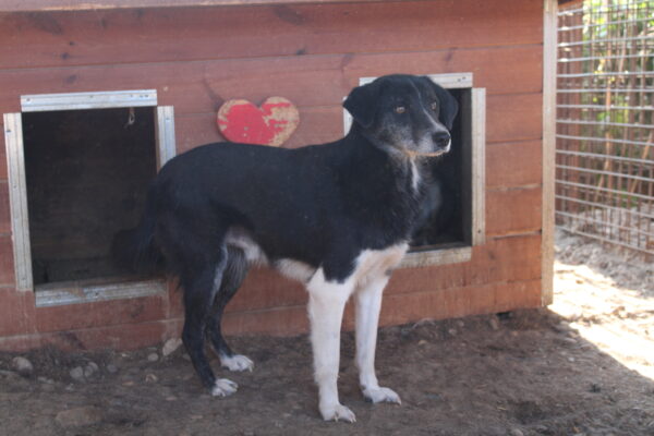 TAMEO - vermisst 11/24 – Bild 4