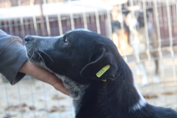 ENYO - reserviert 4animals vermittelt – Bild 3