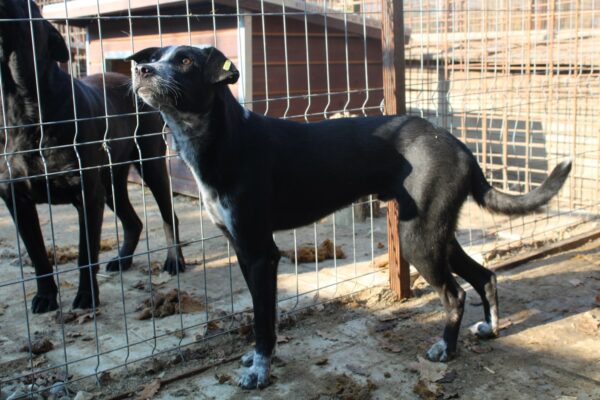 ENYO - reserviert 4animals vermittelt – Bild 5