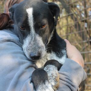 ENYO - reserviert 4animals vermittelt