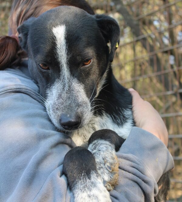 ENYO - reserviert 4animals vermittelt