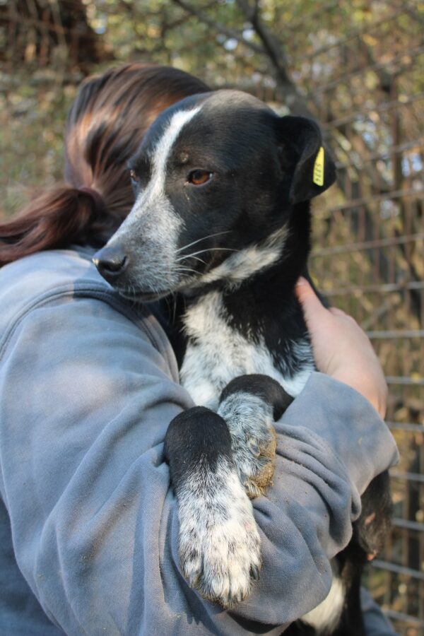 ENYO - reserviert 4animals vermittelt – Bild 4