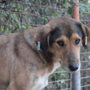 ORLANDO - vermisst 04/2023