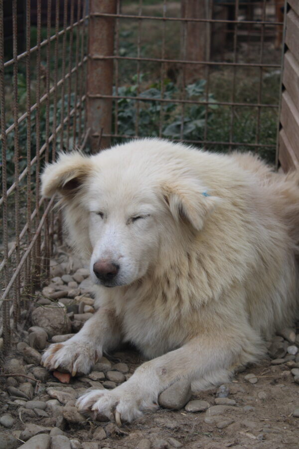 BREZEL - seel. Notfall - reserviert 4animals vermittelt – Bild 2